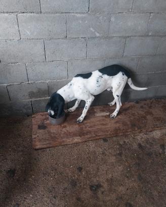 Cane da caccia