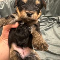 Meravigliosi cuccioli Morkie su prenotazione