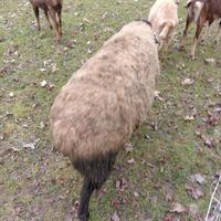 Vendita maschio suffolk