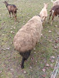 Vendita maschio suffolk