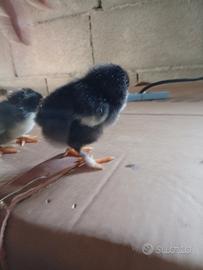 Marans