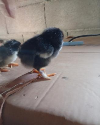 Marans