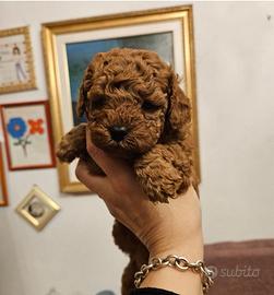 Barboncini red toy e nani