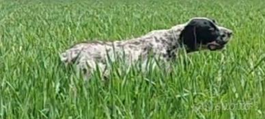 Setter Inglese Fortissimo Su Beccacce