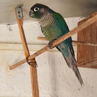 Conuro guance verdi-Sciacca