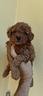 cuccioli-di-barboncino-toy-red