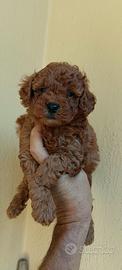 Cuccioli di barboncino toy red