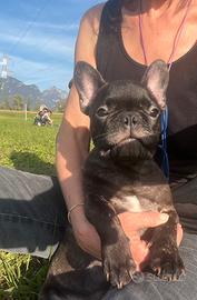 bulldog francese ( con codino e senza )