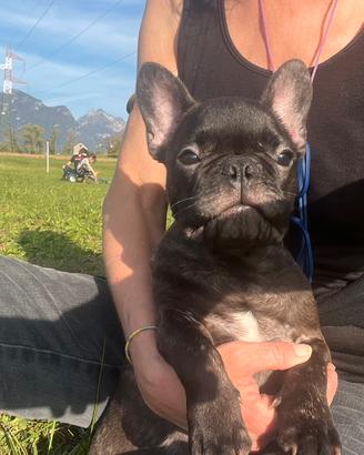 bulldog francese ( con codino e senza )