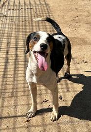 Simil beagle di 7 anni taglia medio piccola