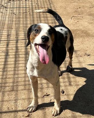 Simil beagle di 7 anni taglia medio piccola