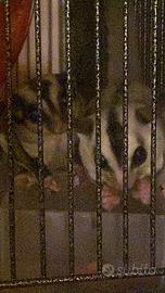 Petauri dello zucchero+gabbia