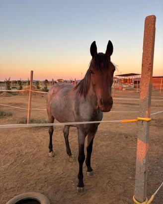 Cavallo
