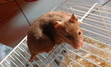 cuccioli di criceti 