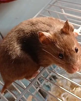 cuccioli di criceti 