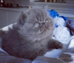 Cuccioli di Gatto Persiano