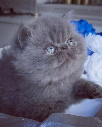 Cuccioli di Gatto Persiano