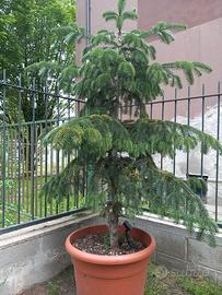 albero pino