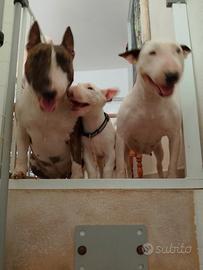 Bull terrier maschio
