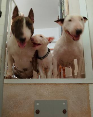 Bull terrier maschio