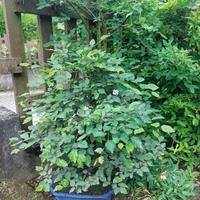 Bonsai Carpino