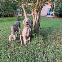 Cucciolo Weimaraner