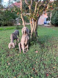 Cucciolo Weimaraner