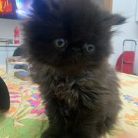 Persiano gattino