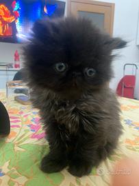 Persiano gattino