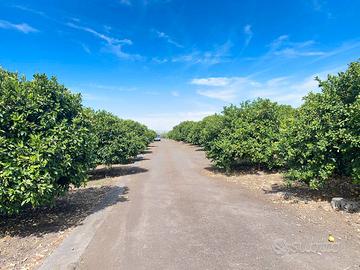 Rif.LF19| terreno agricolo paterno'