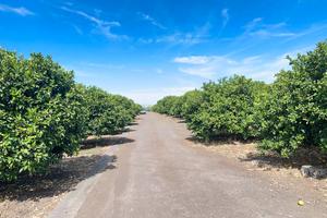 Rif.LF19| terreno agricolo paterno'