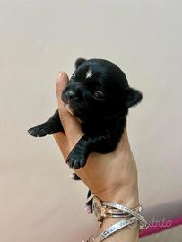Chihuahua maschio nero lucido