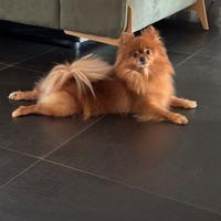 Spitz Pomerania femmina toy