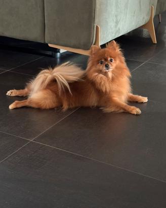 Spitz Pomerania femmina toy