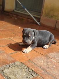 Pitbull tricolor