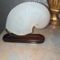 Argonauta Linneus 1758 con piedistallo 