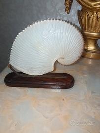 Argonauta Linneus 1758 con piedistallo 