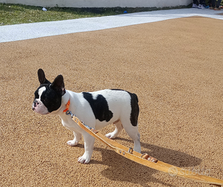 Bulldog francese