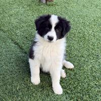 Cuccioli Border Collie con Pedigree
