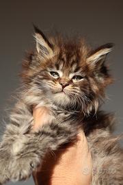 Cucciolo maschio maine coon alta genealogia