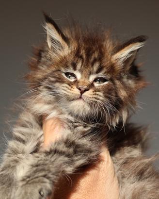 Cucciolo maschio maine coon alta genealogia