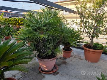 Piante cycas e Palme S. Pietro.