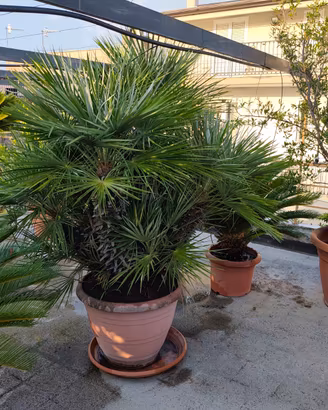 Piante cycas e Palme S. Pietro.