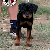 MAGDA Cucciola di rottweiler