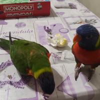 Coppia lory arcobaleno