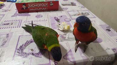 Coppia lory arcobaleno