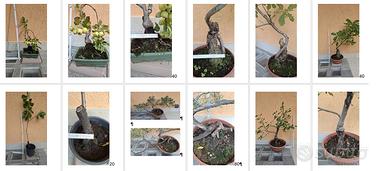 Bonsai e Prebonsai