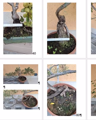 Bonsai e Prebonsai