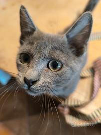 Gattino docile