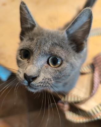 Gattino docile